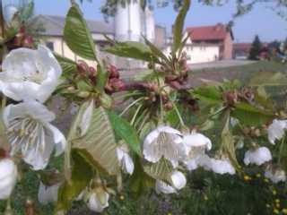 2013-05-04 09.50.36.jpg