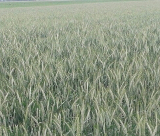 20150608_115257-1-1.jpg