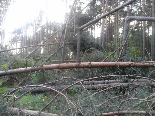 Zdjęcie0115a.jpg