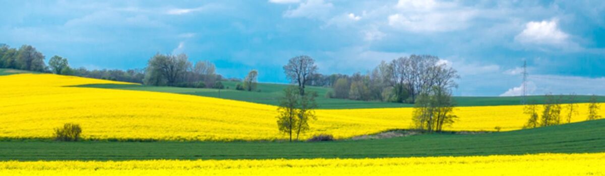 Kampania 2024: 18,23 mld zł wypłacone, płatności dobrostanowe trafiają do rolników