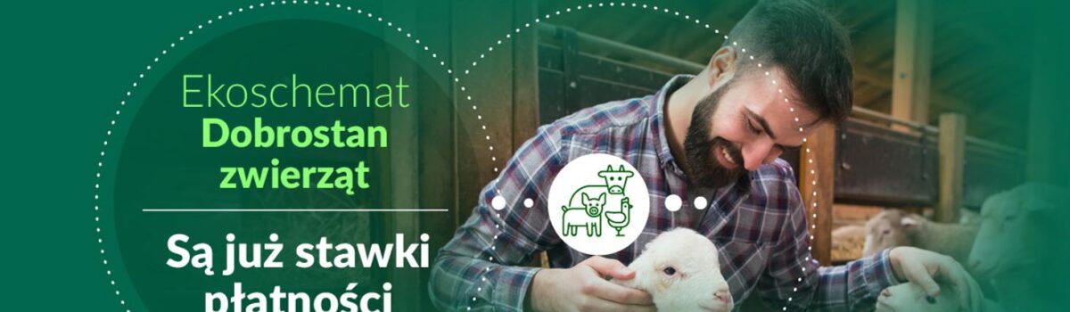 Są już stawki płatności w ramach ekoschematu Dobrostan zwierząt za 2024 r.