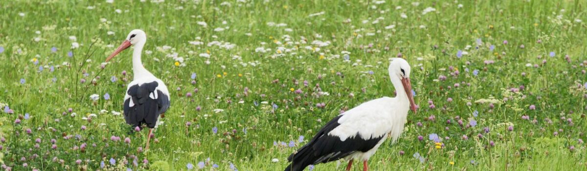 Limit środków na inwestycje przyczyniające się do ochrony środowiska i klimatu zwiększony