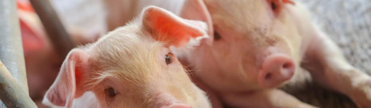 Większe zainteresowanie bioasekuracją