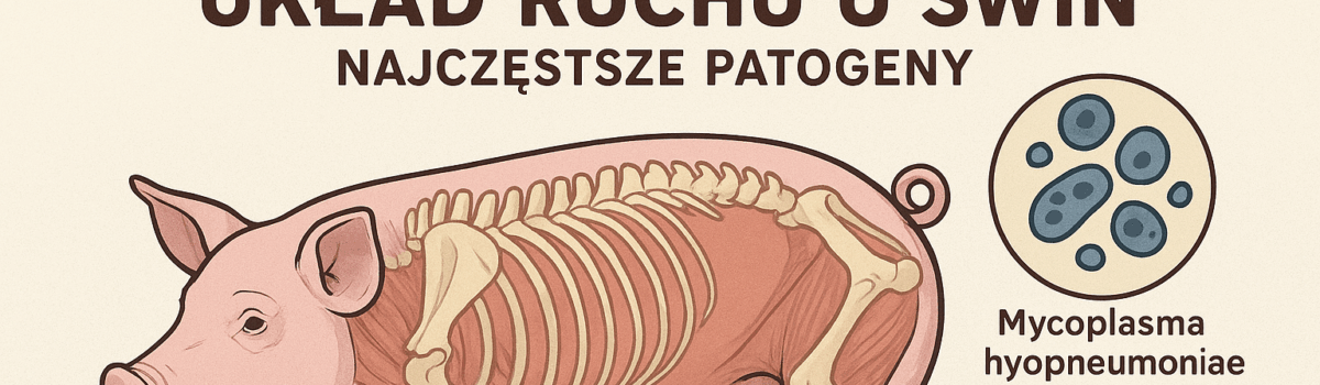 Układ ruchu u świń – najczęstsze patogeny