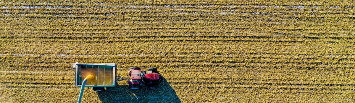Kiszone ziarno kukurydzy w żywieniu świń