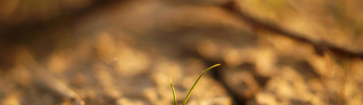 Kryzys odmieniany przez wszystkie przypadki