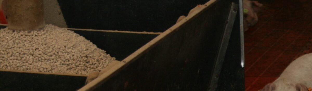 Dostępność mikroelementów z różnych komponentów stosowanych w paszach dla świń