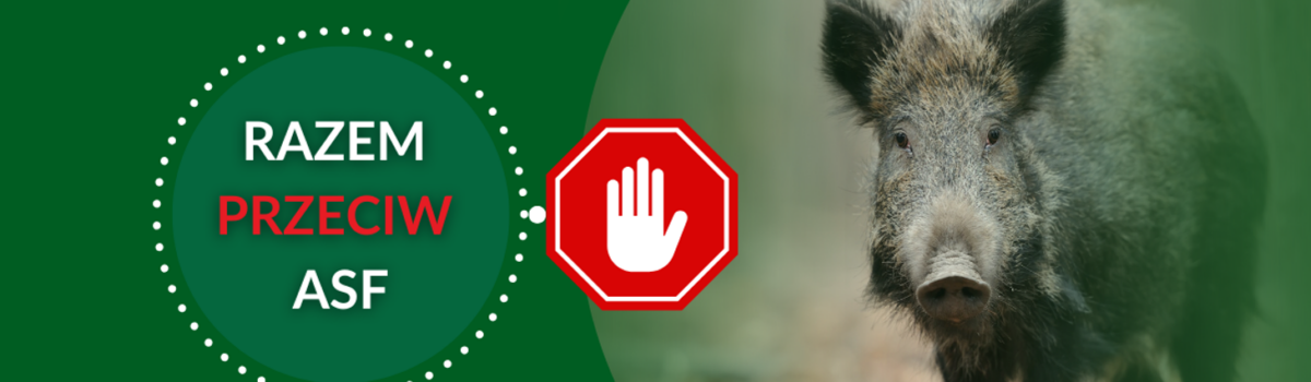 Dziki z wirusem ASF w powiecie piotrkowskim. Aktualizacja najważniejszych informacji na dzień 12 grudnia 2025 r.