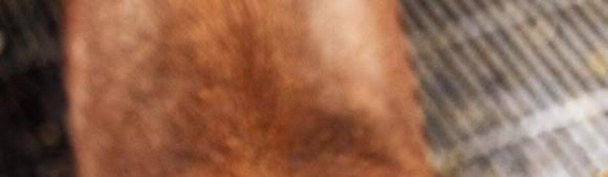 Knur terminalny Duroc Danish Genetics – komponent ojcowski o wysokim potencjale wzrostowym i produkcyjnym w nowoczesnej produkcji tucznika