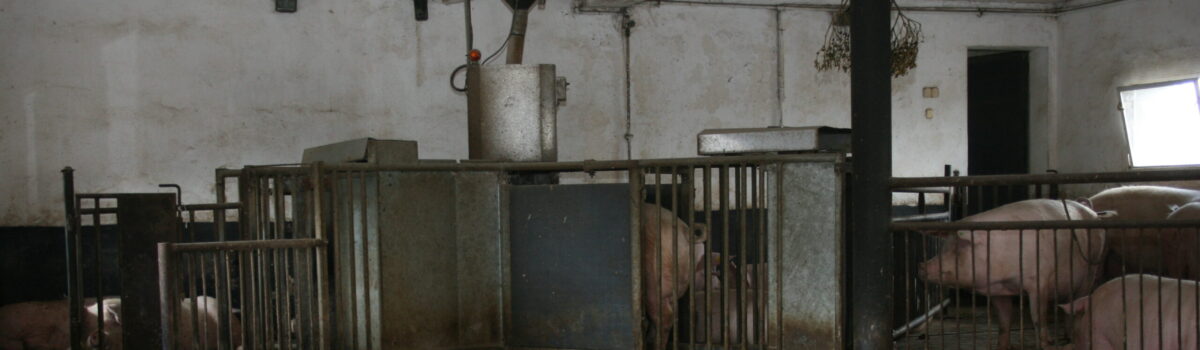 Dobrostan loch na cenzurowanym