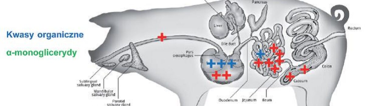 Monoglicerydy a kwasy organiczne – które rozwiązanie lepiej wspiera zdrowie prosiąt?