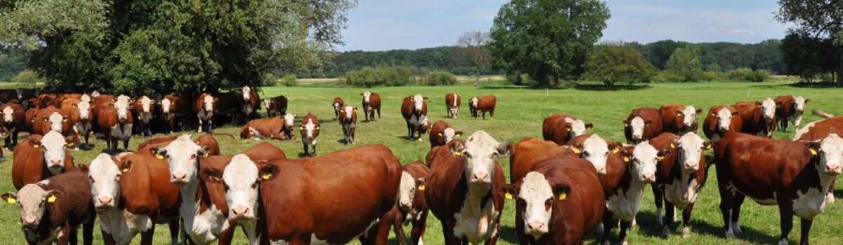 Kolejne ułatwienie w IRZplus – samodzielne generowanie informacji o DJP