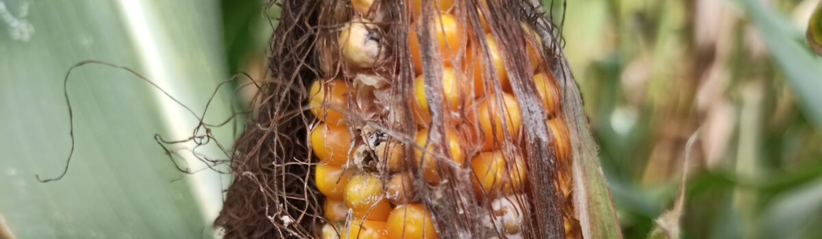 Znaczenie mikotoksyn w żywieniu świń