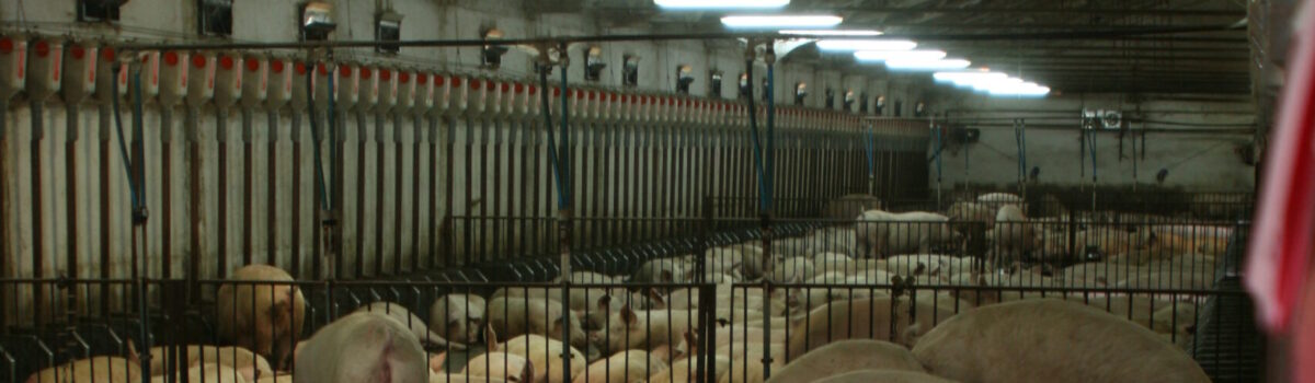 Zdrowotne i organizacyjne przyczyny suboptymalnego wykorzystania potencjału genetycznego loch