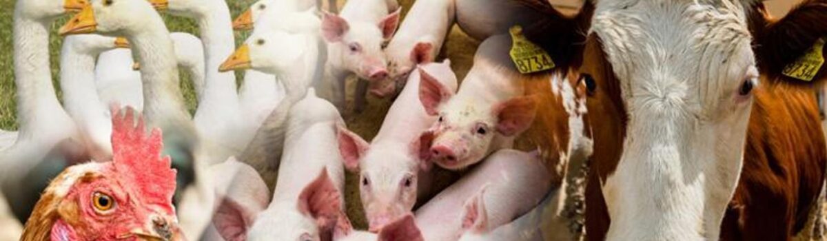 Hodowcy mogą ubiegać się o refundację 70 proc. składki na ubezpieczenie swoich zwierząt