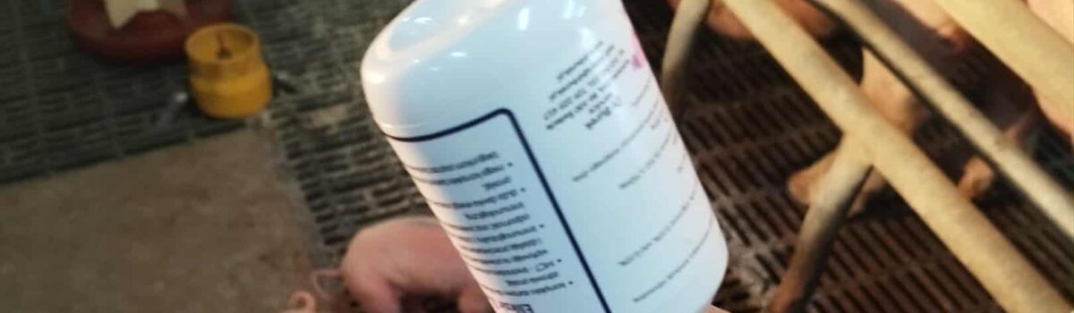 Ultrasłabe prosięta – jak je uratować? (Każde prosię na wagę złota)