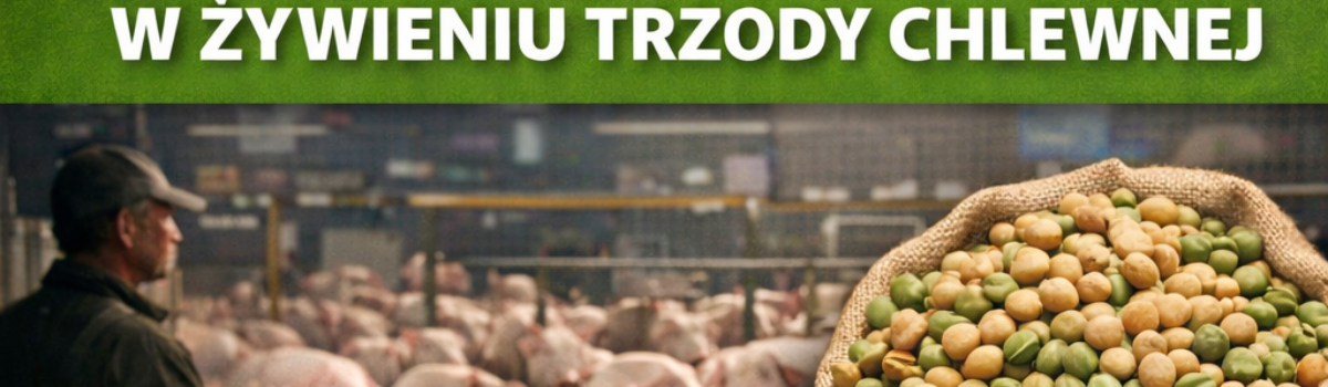 Nasiona roślin bobowatych w żywieniu trzody chlewnej