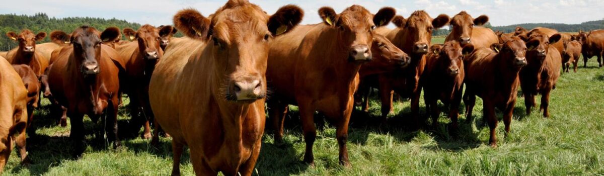 Dobrostan 2025 – ważne daty dla hodowców