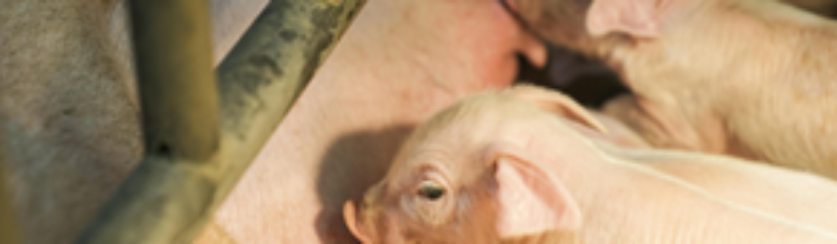 Wpływ witalności prosiąt, kolejności urodzenia i stężenia mleczanu we krwi na wskaźniki wzrostu prosiąt i przeżywalność przed odsadzeniem