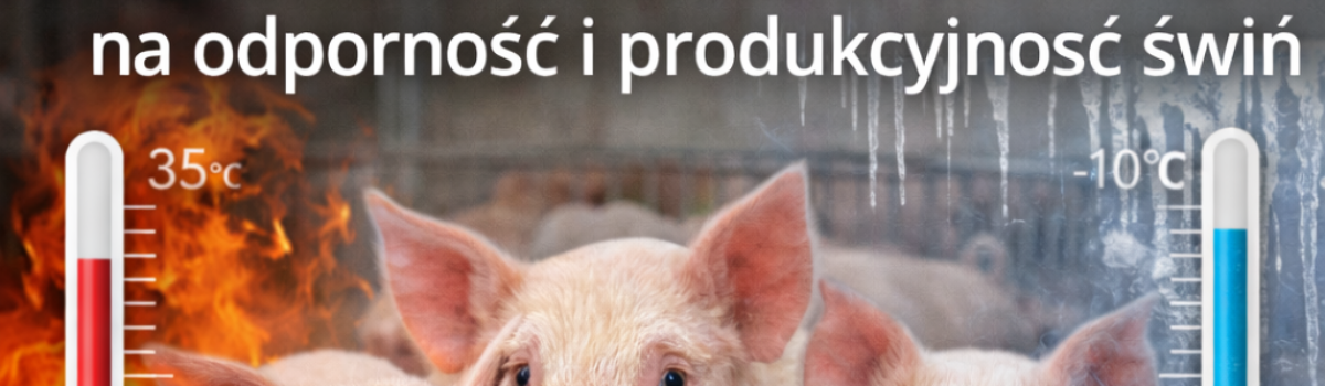 Wpływ stresu środowiskowego na odporność i produkcyjność świń