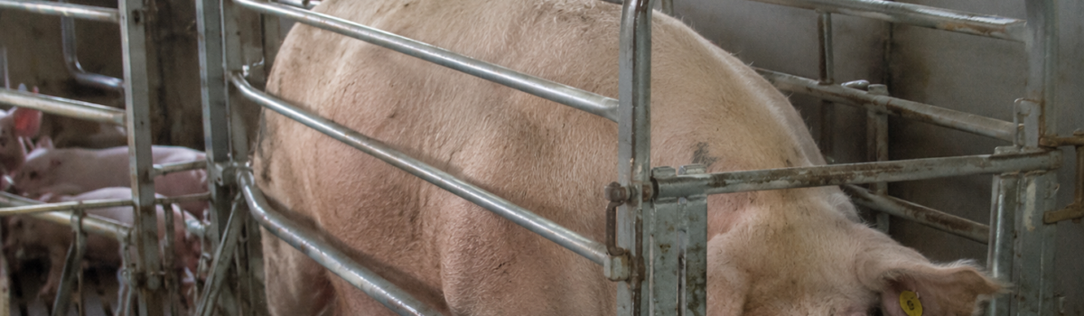 Choroby układu moczowego świń – niedoceniana przyczyna nadmiernego brakowania loch