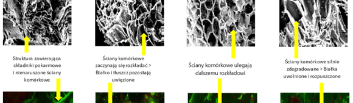 Optymalizacja wykorzystania składników pokarmowych dla lepszych wyników produkcyjnych trzody chlewnej