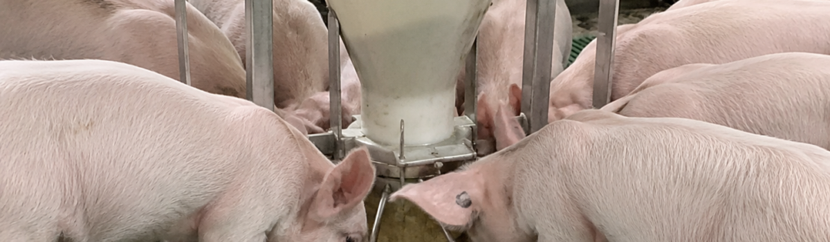 Znaczenie pojemności buforowej w żywieniu prosiąt (cz. 2)