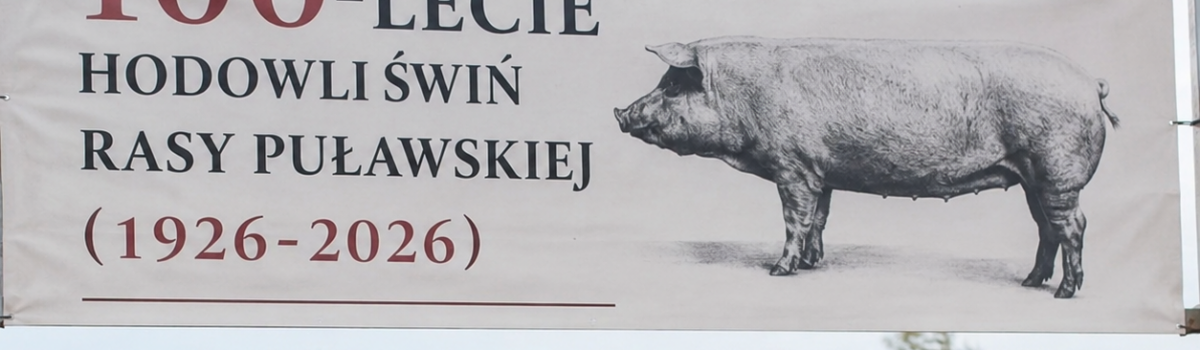 100-lecie hodowli świń rasy puławskiej (1926-2026)