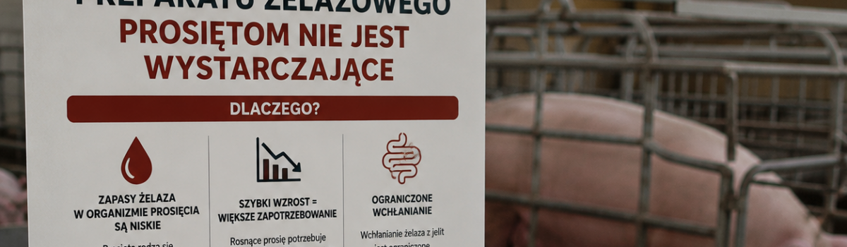 Jednokrotne podanie preparatu żelazowego prosiętom nie jest wystarczające