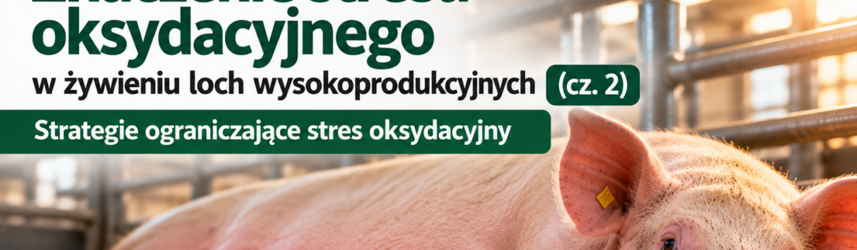 Znaczenie stresu oksydacyjnego w żywieniu loch wysokoprodukcyjnych (cz. 2) Strategie ograniczające stres oksydacyjny
